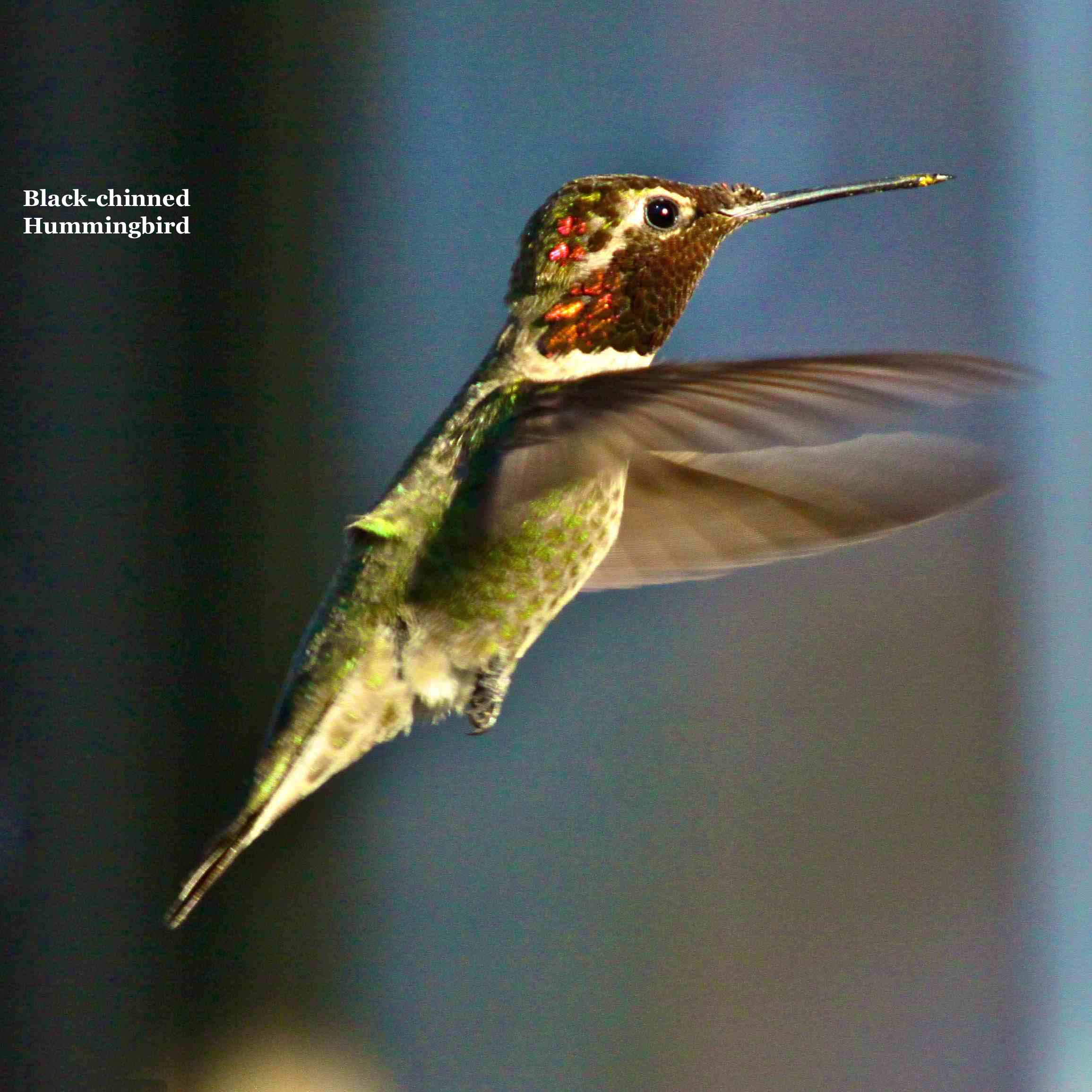 Black-chinned Hummingbird 0597.jpg
